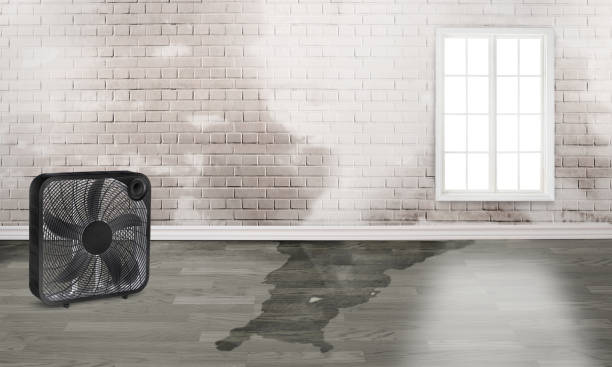 Best Water damage restoration specialists  in South Highpoint, FL